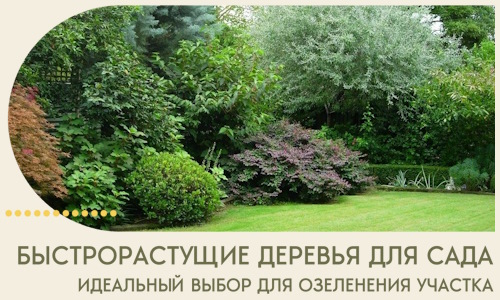 Быстрорастущие деревья для сада идеальный выбор в Балтийске
