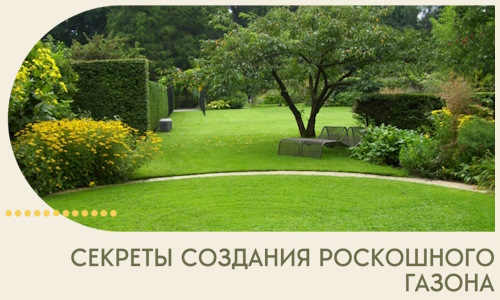 Секреты создания роскошного газона в Балтийске