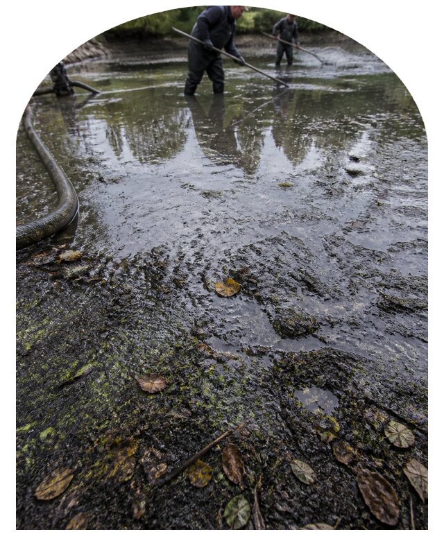 Очистка пруда в Балтийске от ила мусора и водорослей с вывозом
